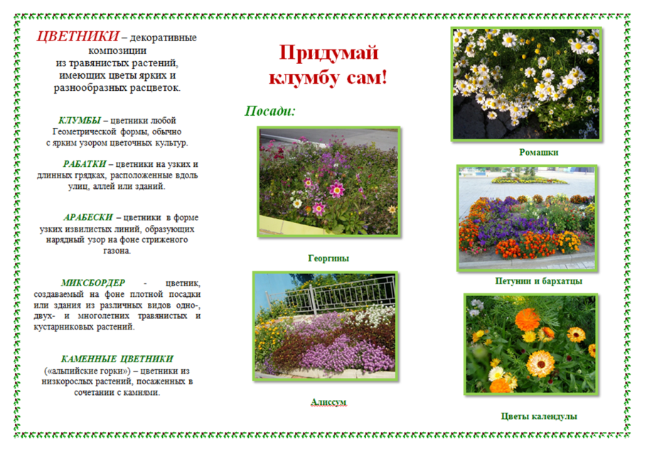 Миксбордер из однолетников схемы