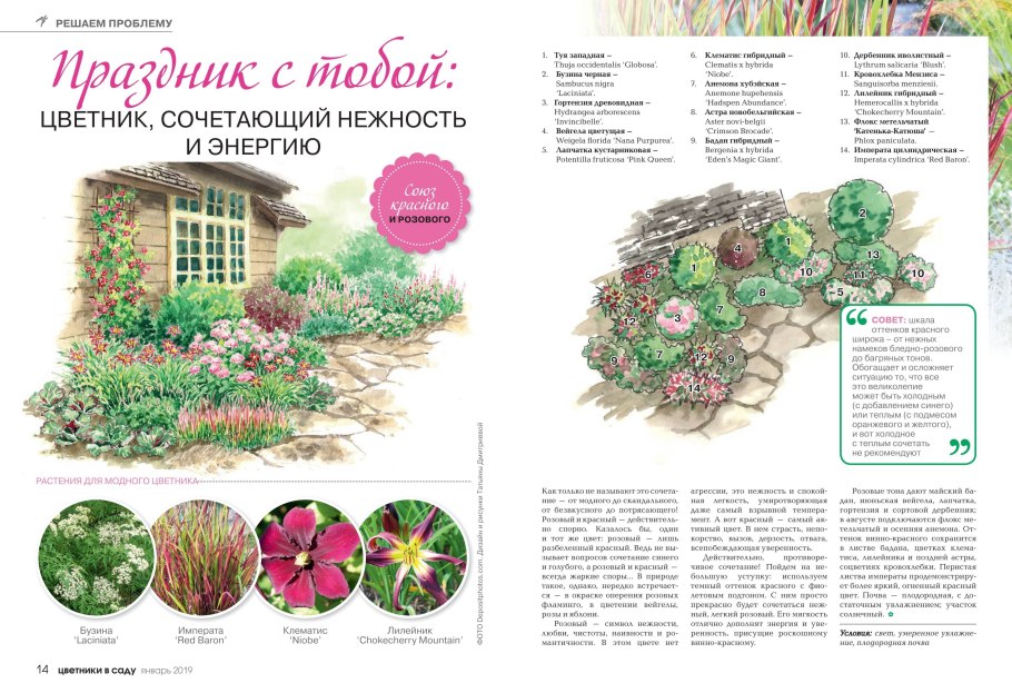 Агератум бархатцы кохия