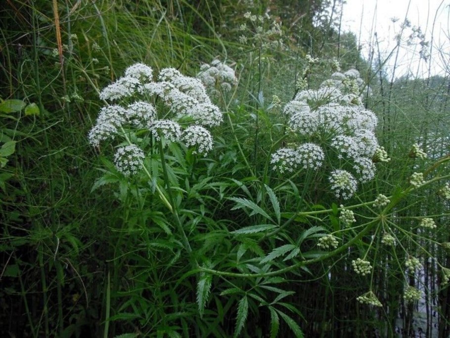 Цикута растение