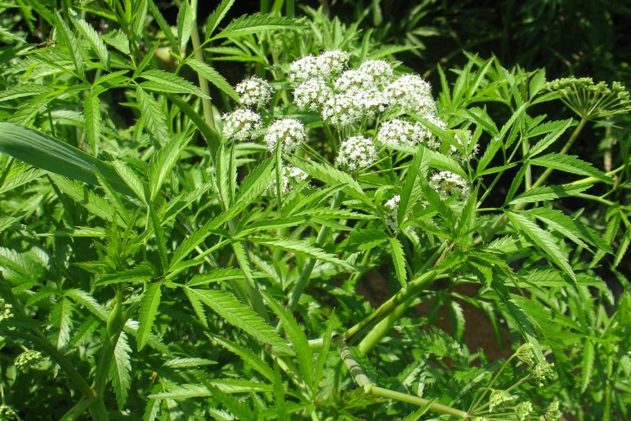 Вех болотный цикута