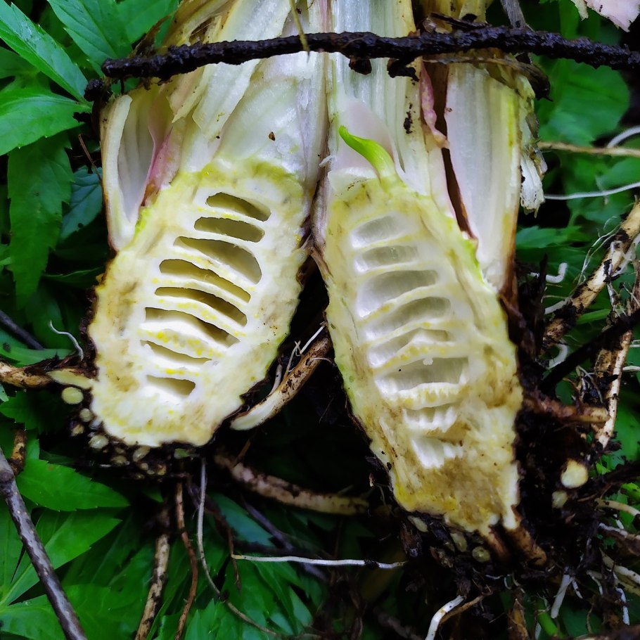 Цикута Сократ