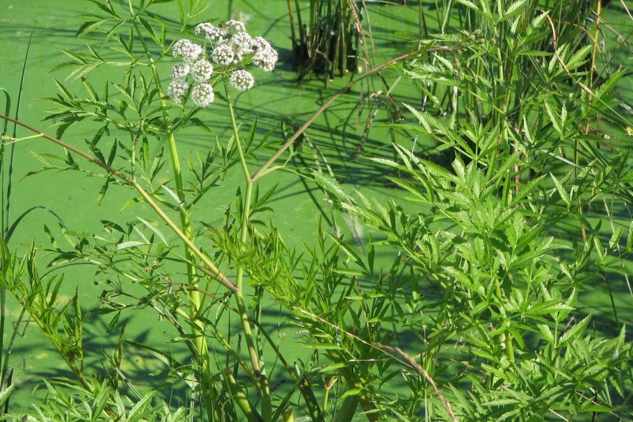 Вех ядовитый цикута