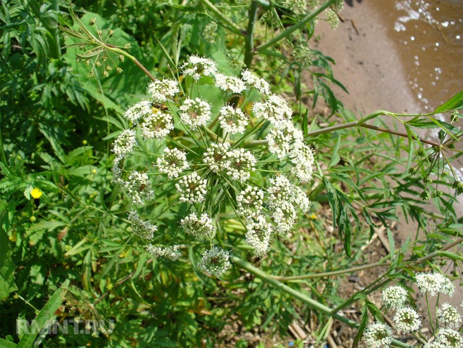 Цикута растение Википедия