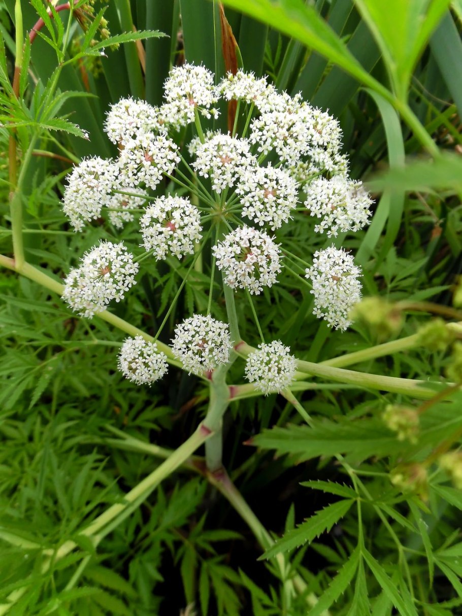 Ядовитая трава цикута