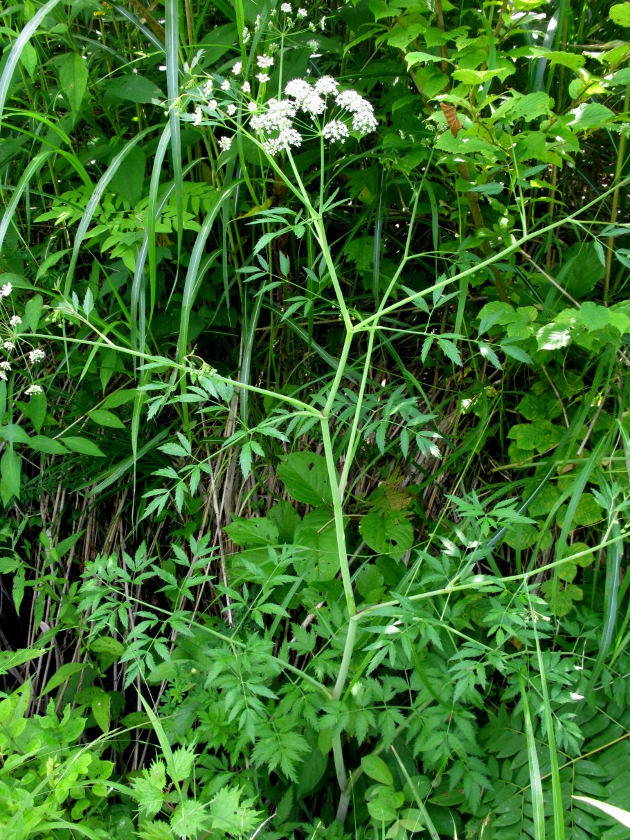 Цикута болиголов