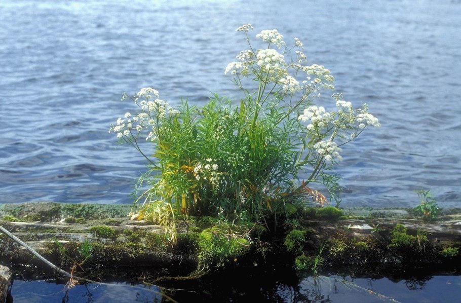 Вех ядовитый цикута