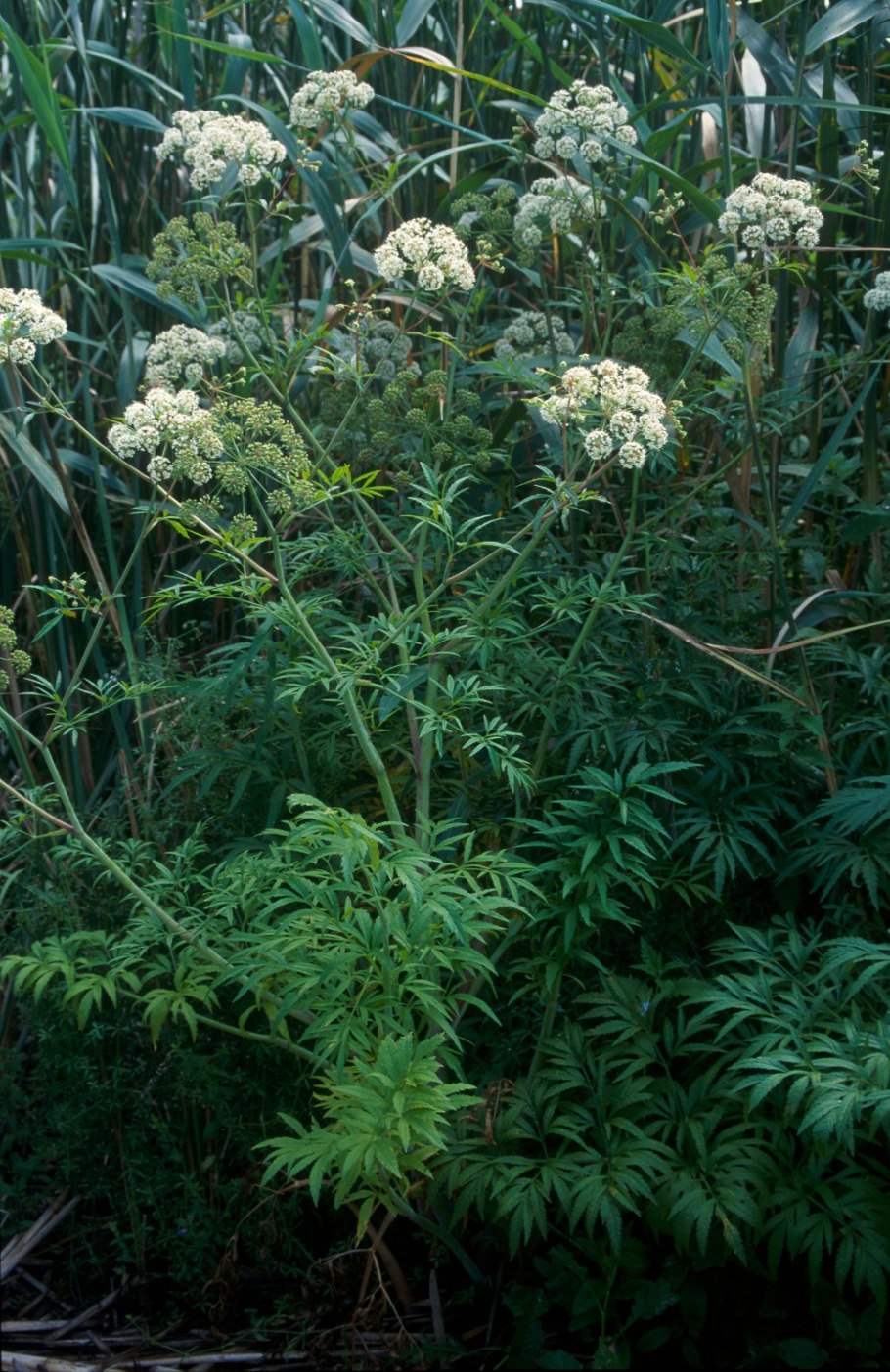 Цикута Вироза (Cicuta virosa)