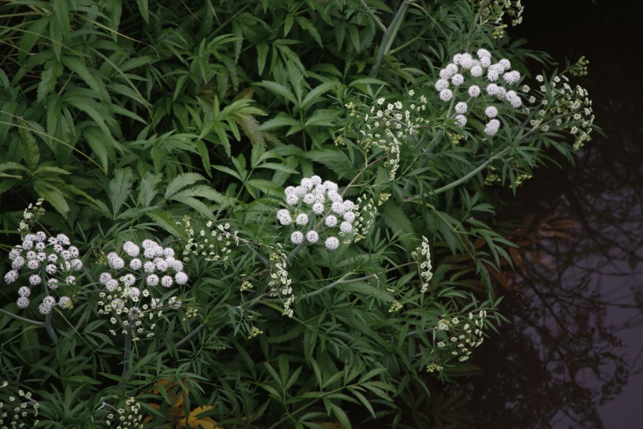 Вех ядовитый корень схема