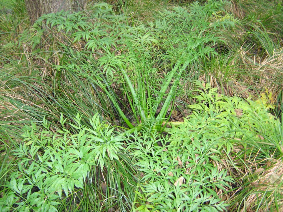 Цикута болиголов