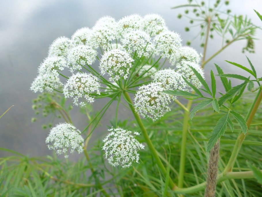 Цикута болиголов