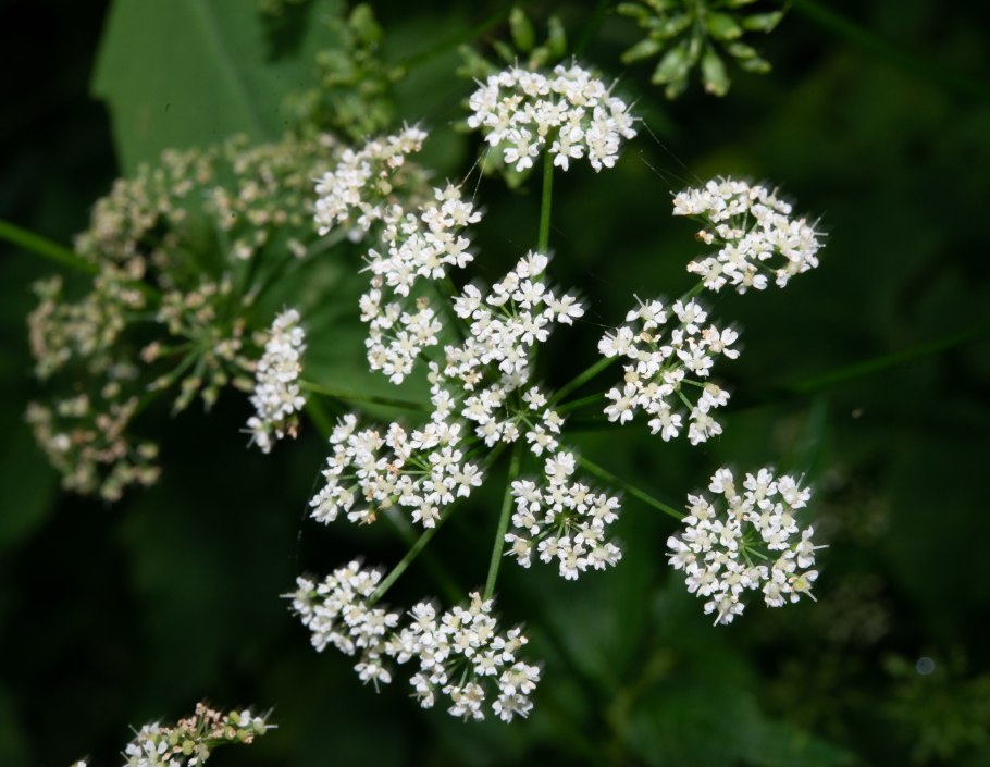 Болиголов пятнистый