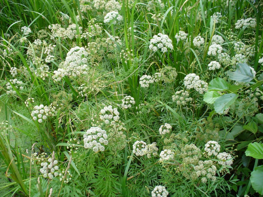 Болиголов пятнистый цикута