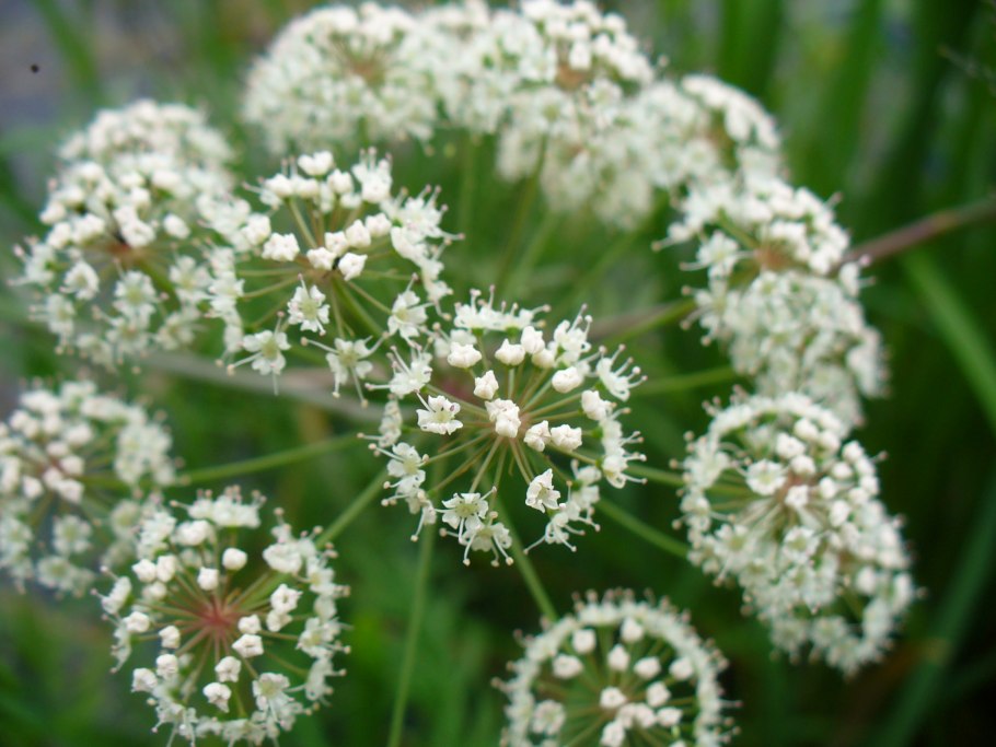 Омежник болотистый