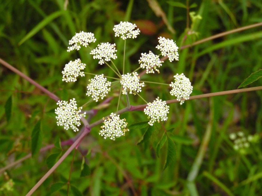 Болиголов Хемлок