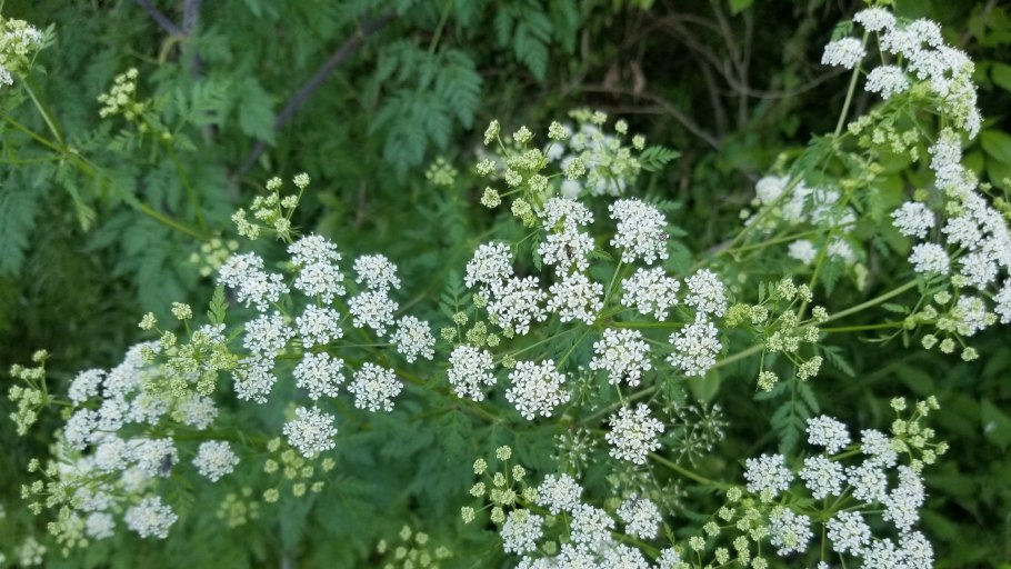 Вех ядовитый Cicuta virosa l.