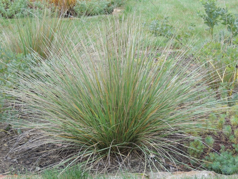 Ковыль Сарептский (Stipa sareptana)