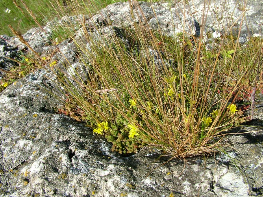 Stipa krylovii