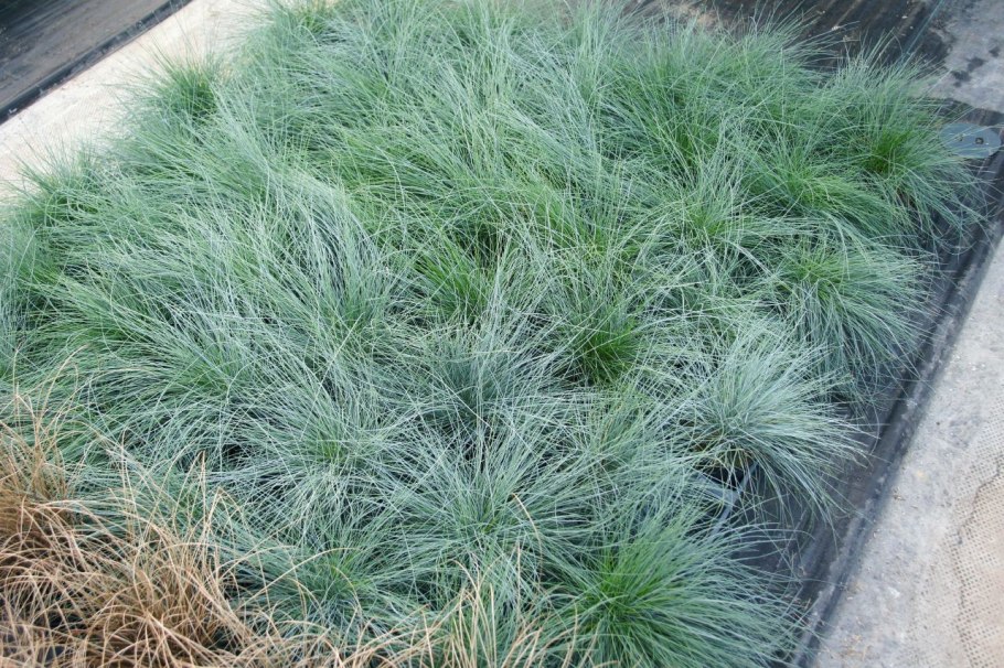 Овсяница Валлисская (Festuca valesiaca)