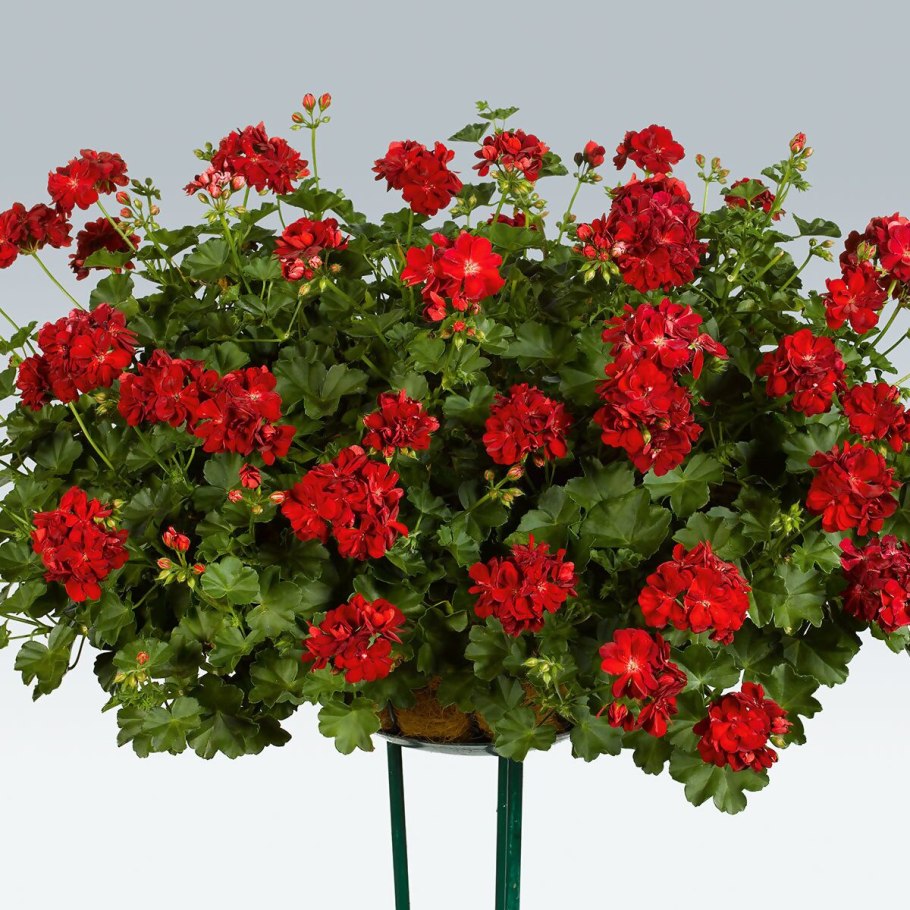 Герань плющевидная ампельная