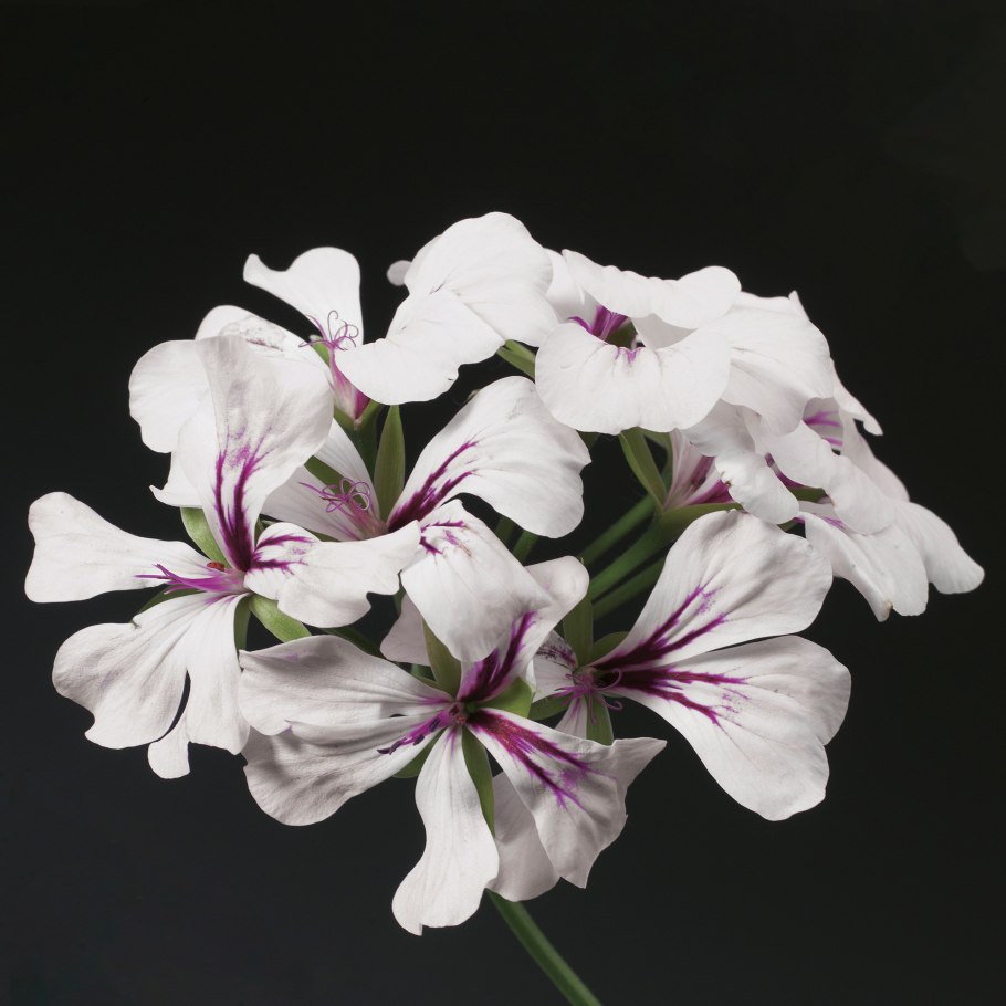 Пеларгония плющелистная ампельная