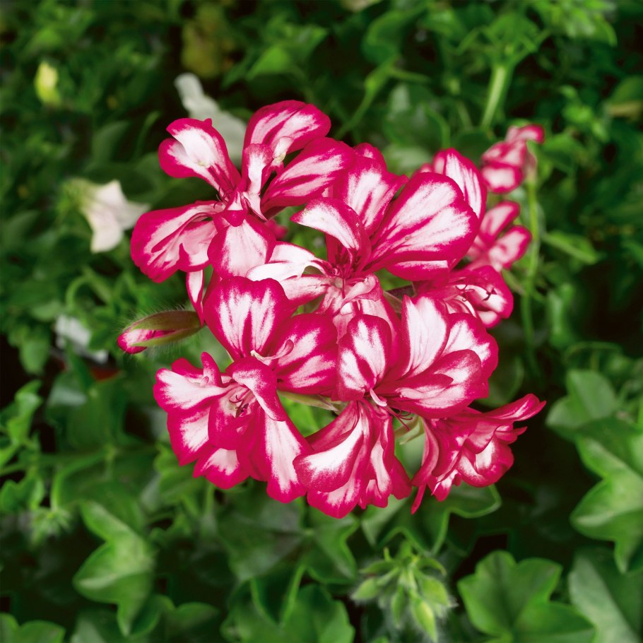 Пеларгония Pac Mexikanerin