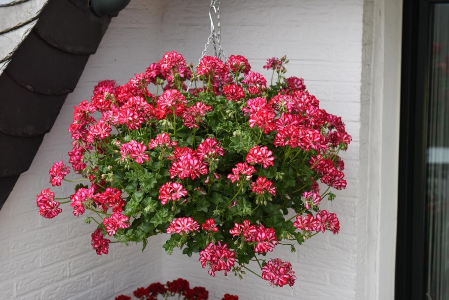 Герань плющелистная ампельная