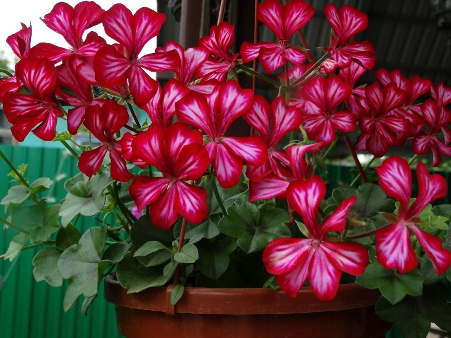 Пеларгония плющелистная ампельная