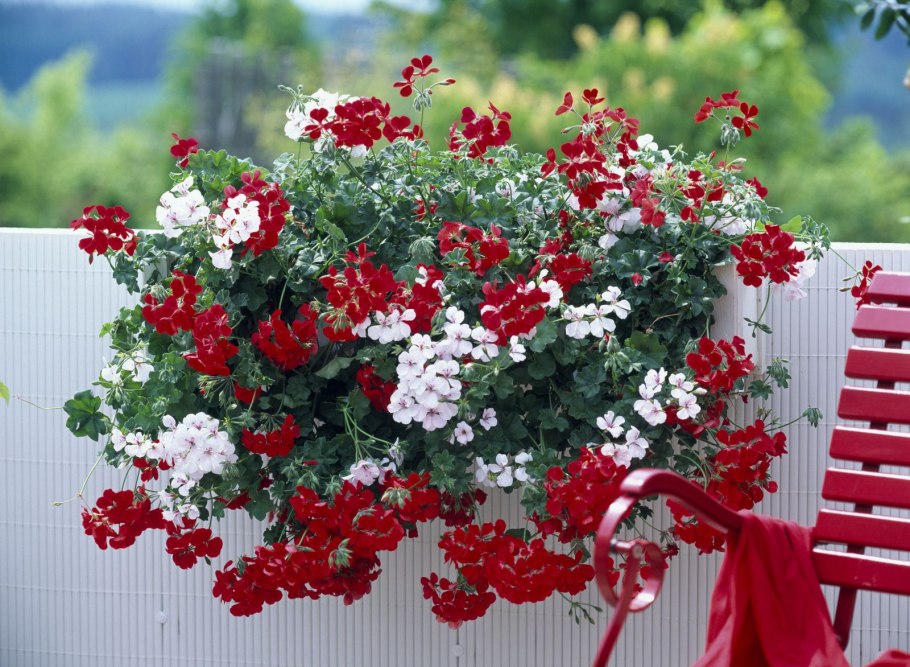 Пеларгония ампельная