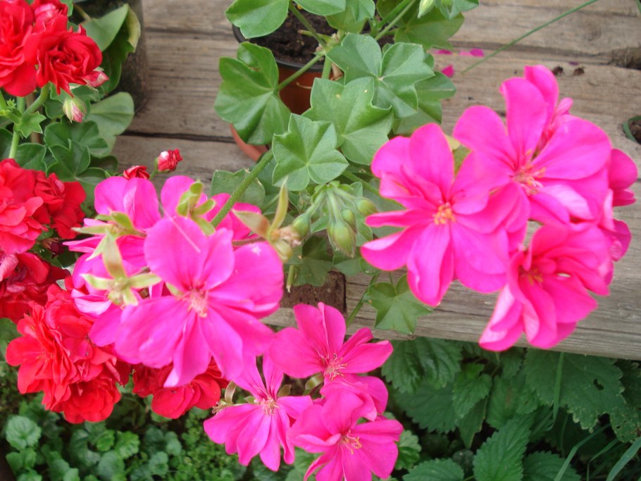 Пеларгония плющелистная