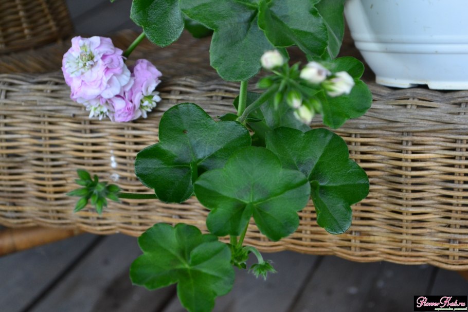 Ампельная пеларгония Вива Каролина