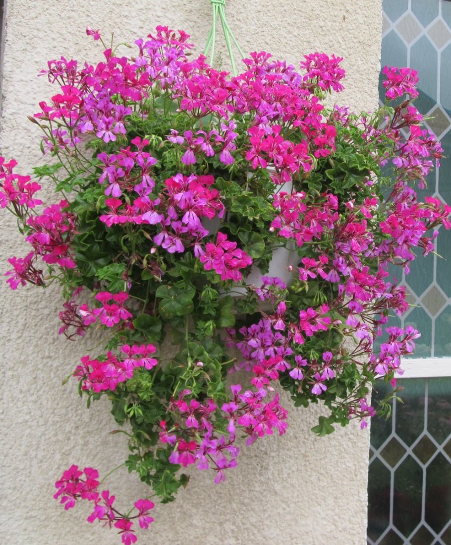 Герань плющевидная ампельная