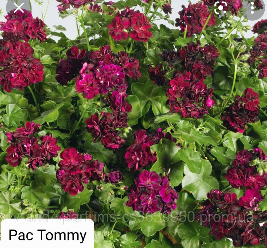Pac Tommy плющелистная пеларгония