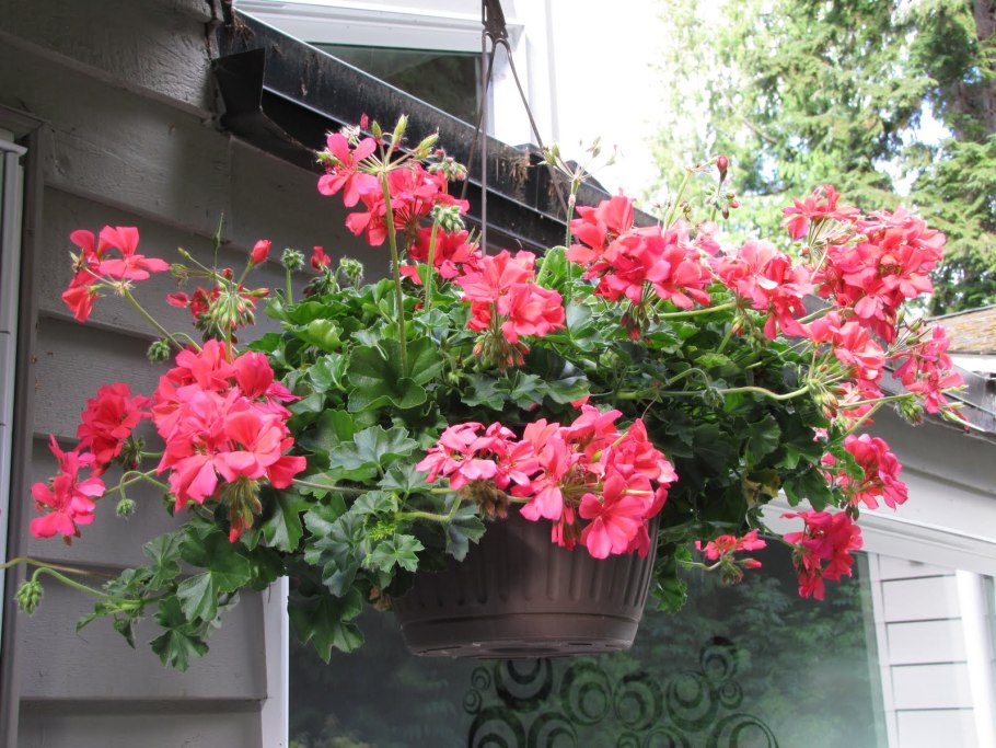 Ампельная герань