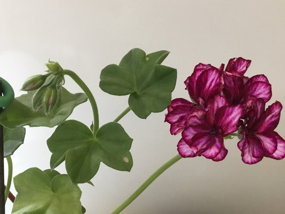 Пеларгония Pelargōnium Pac Mary