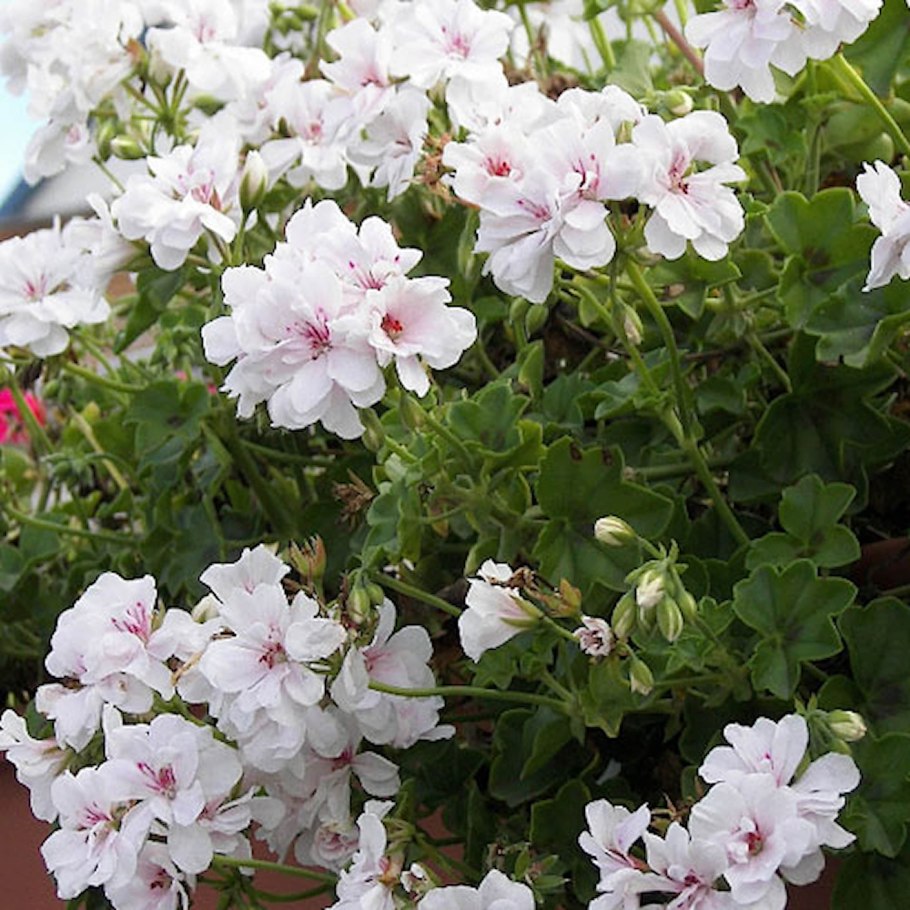 Пеларгония плющелистная белая