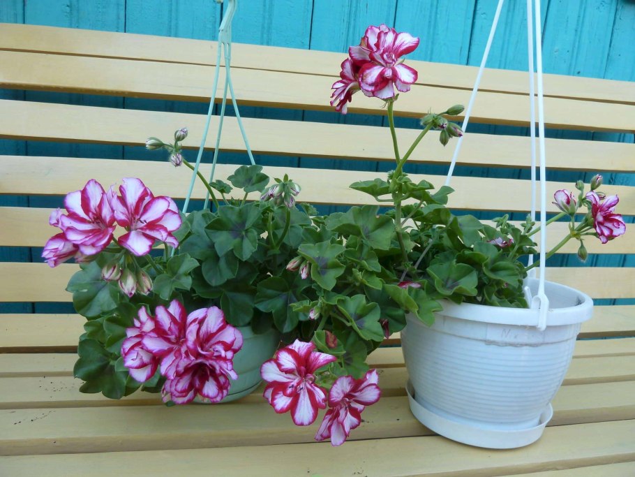 Плющевидная пеларгония