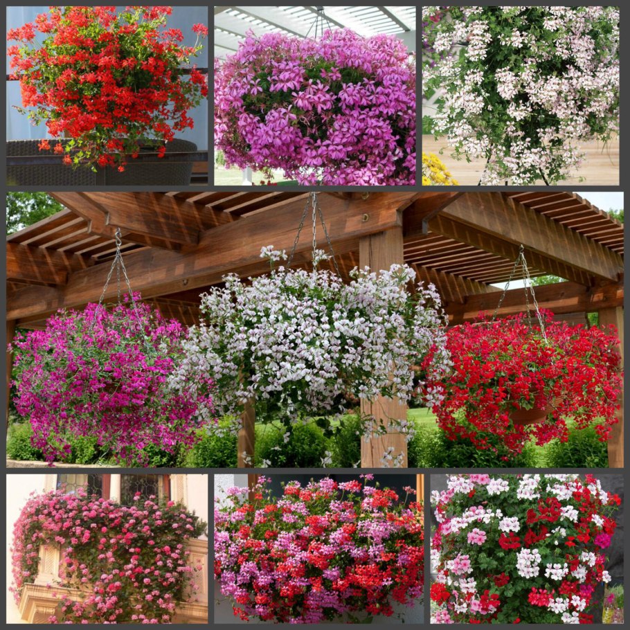 Пеларгония плющелистная ампельная Кристал Квин f1 Вайт