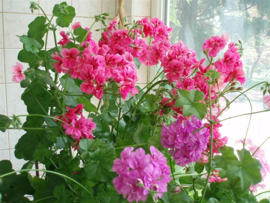 Ампельная Королевская герань