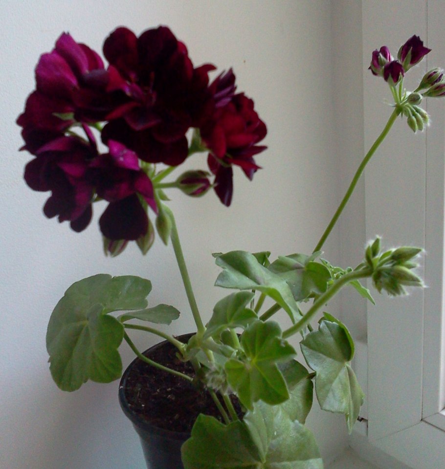 Плющевидная герань