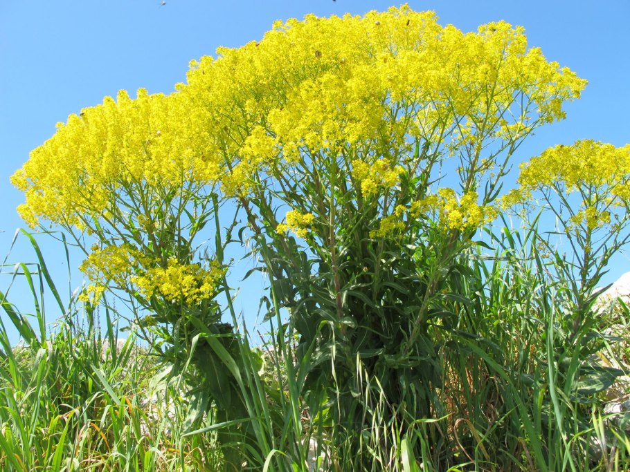 Вайда красильная (Isatis tinctoria)
