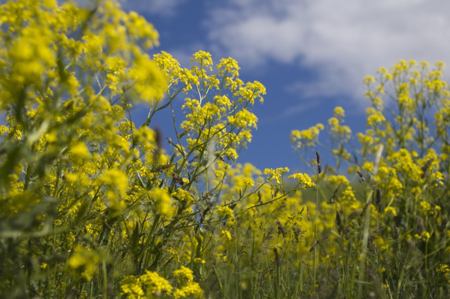 Трава Вайда красильная