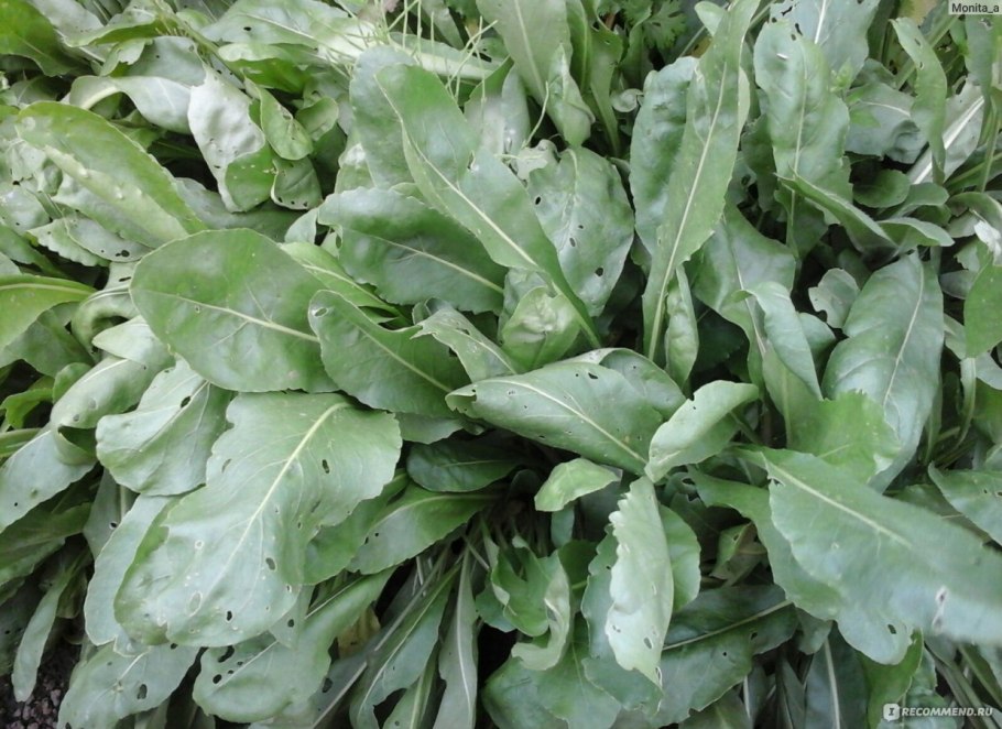 Вайда красильная (Isatis tinctoria)