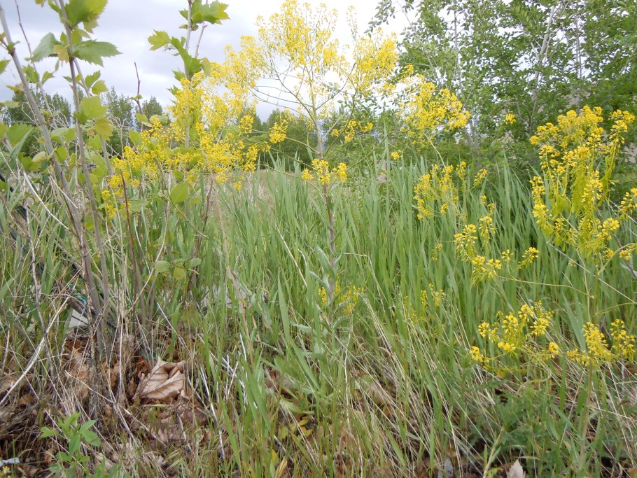 Масло усьмы для бровей и ресниц