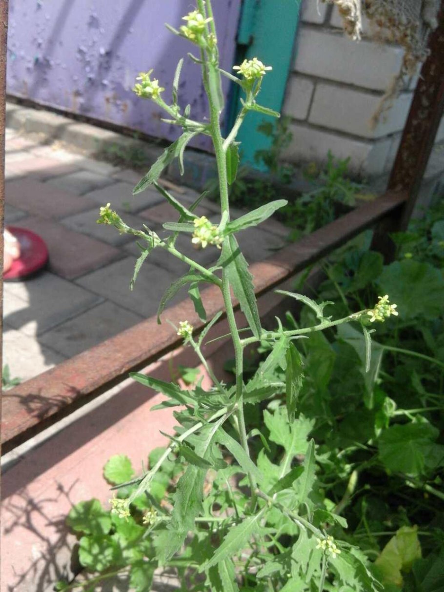 Масло для бровей и ресниц с маслом усьмы