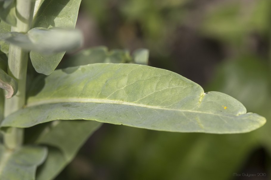 Усьма это горчица