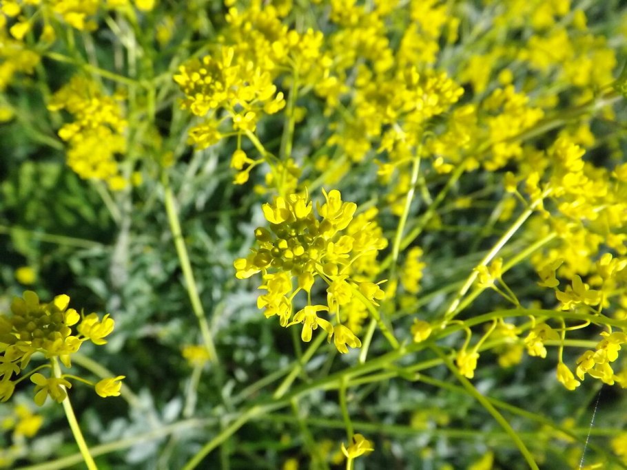 Вайда с плодами