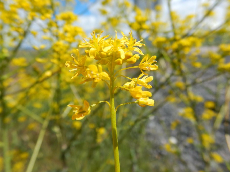 Вайда красильная (Isatis tinctoria)