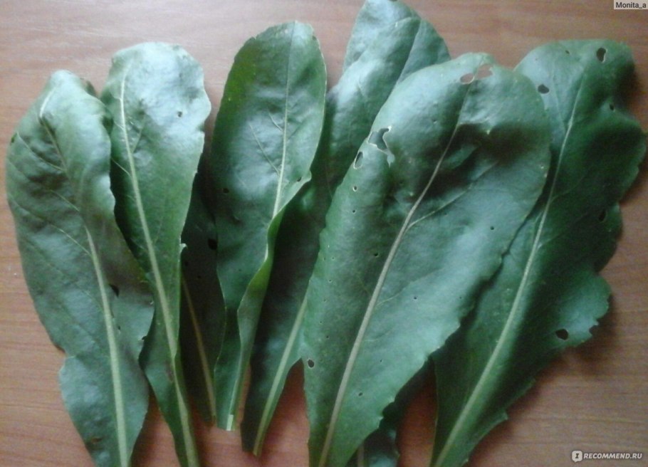 Усьма листья растение