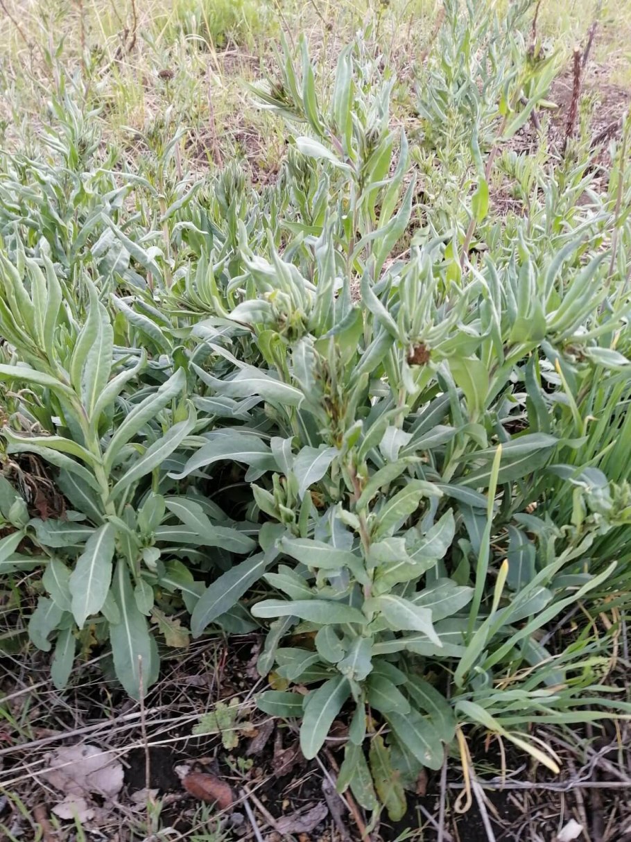 Вайда крестоцветная