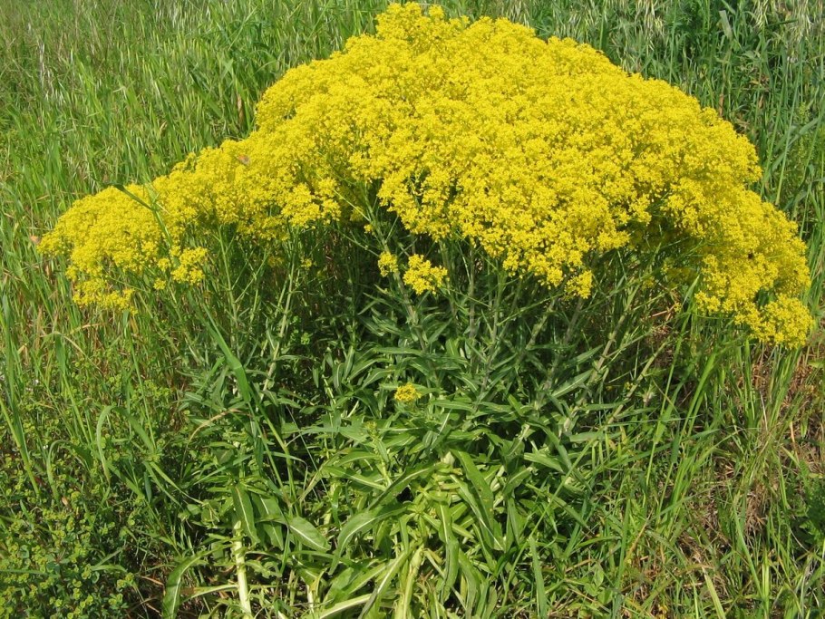 Вайда красильная